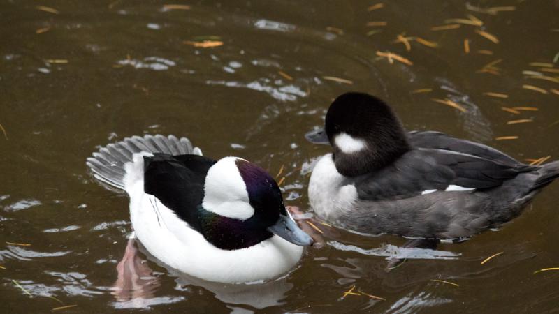 A pair of bufflehead ducks with a Red Head duck in the Cascade Stream and Pond habitat at the Oregon Zoo.