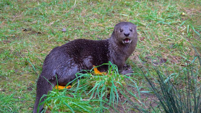 A spotted-necked otter on a patch of grass. 
