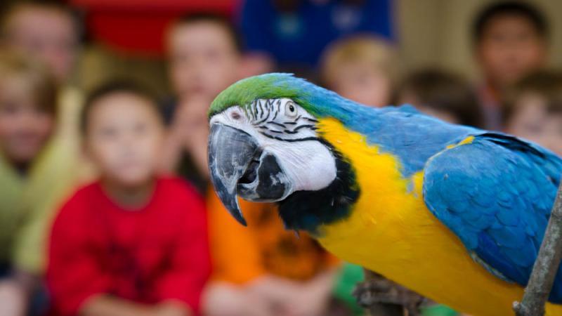Zoo Campers meet a blue and gold macaw at the Oregon Zoo.