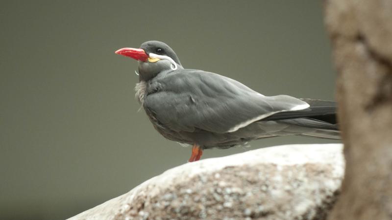 An Inca Tern on exhibit at the Oregon Zoo.