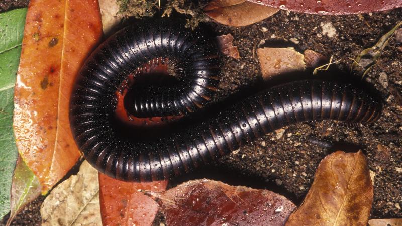 a giant African millipede at the Oregon Zoo.