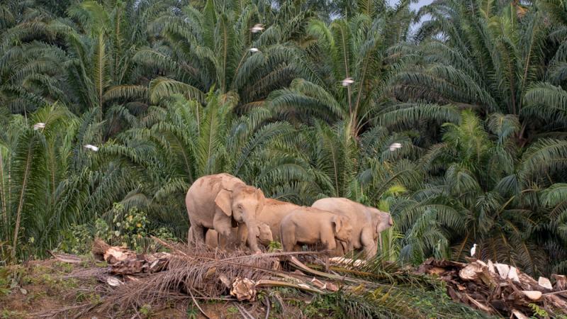 A herd of female and young Borneo elephants graze in an oil palm plantation.