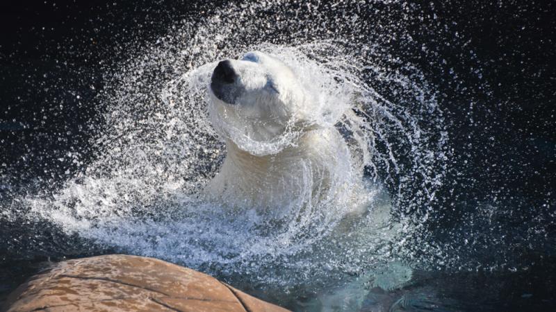 Polar bear Nora shakes off the water while swimming in the Oregon Zoo's Polar Passage habitat.