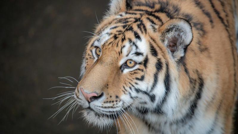 Amur tiger face