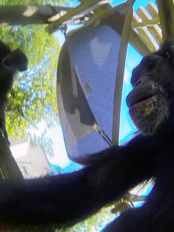 Chimpanzee uses a gopro camera. 