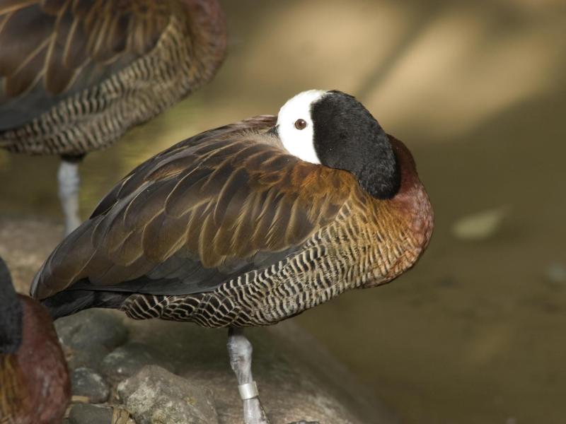 A white-faced whistling duck in the Africa Swamp Aviary at the Oregon Zoo.