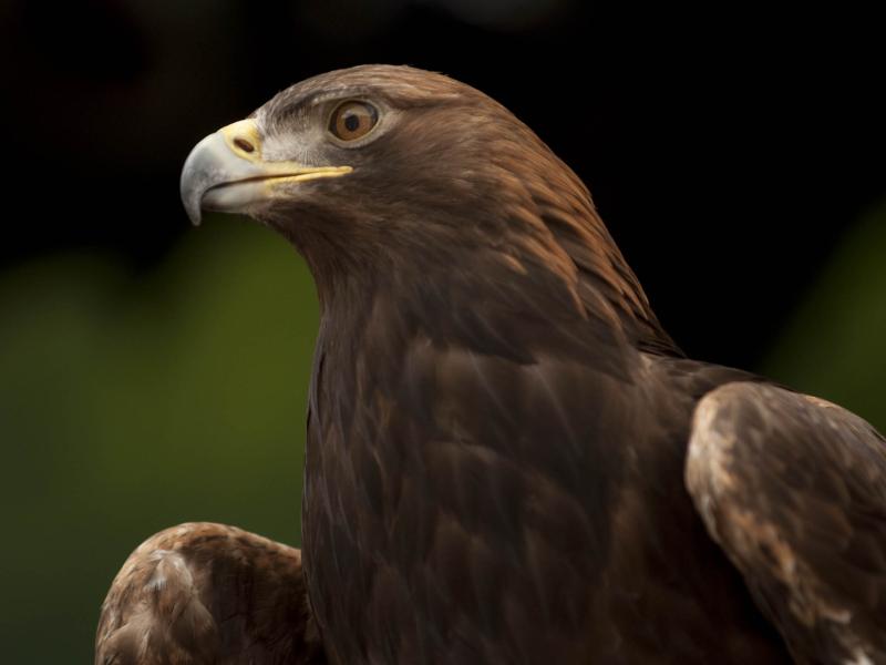 golden eagle close-up