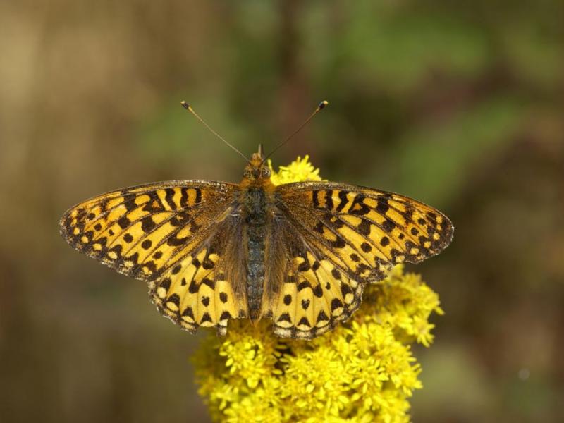 Oregon silverspot butterfly on flower