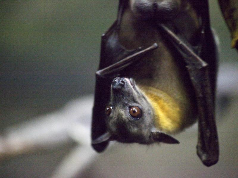 straw-colored fruit bat
