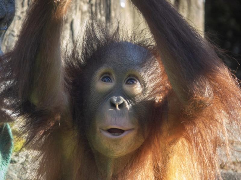 Orangutan Jolene with her arms up and mouth open