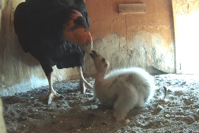 Condor parent and chick in a nesting area.