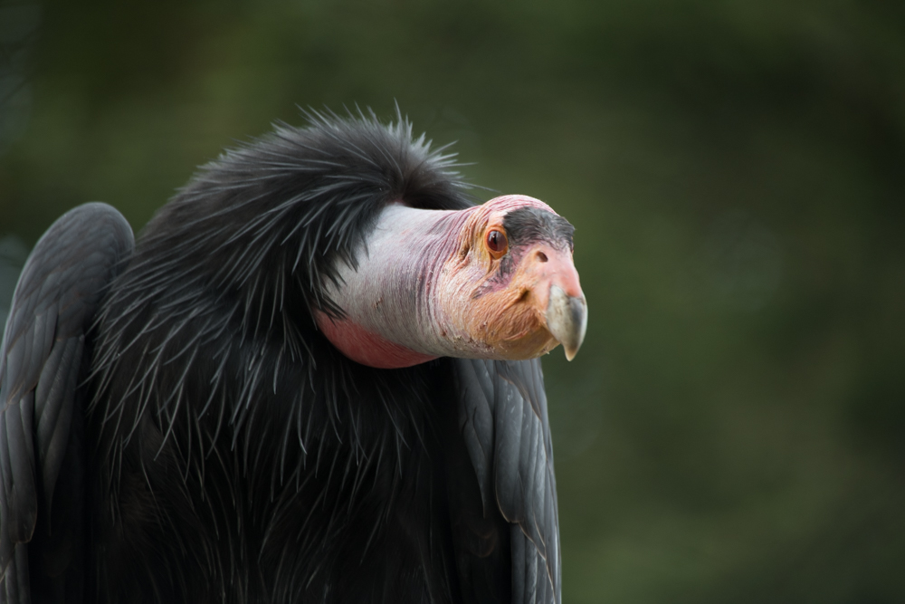 California condors may soon return to Pacific Northwest | Oregon Zoo