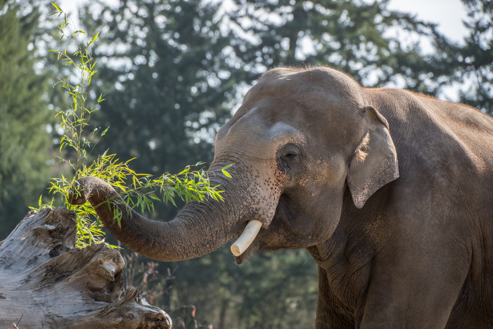 Asian elephant Samson has a new home at the Oregon Zoo | Oregon Zoo