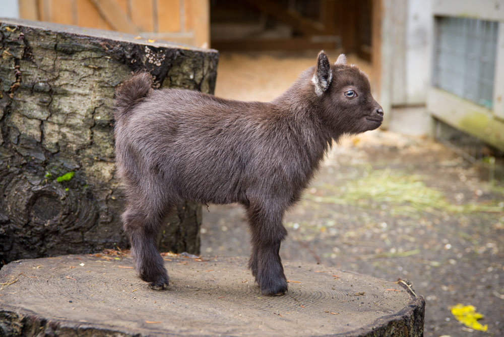 New kids on the block: 2-week-old goats debut at zoo