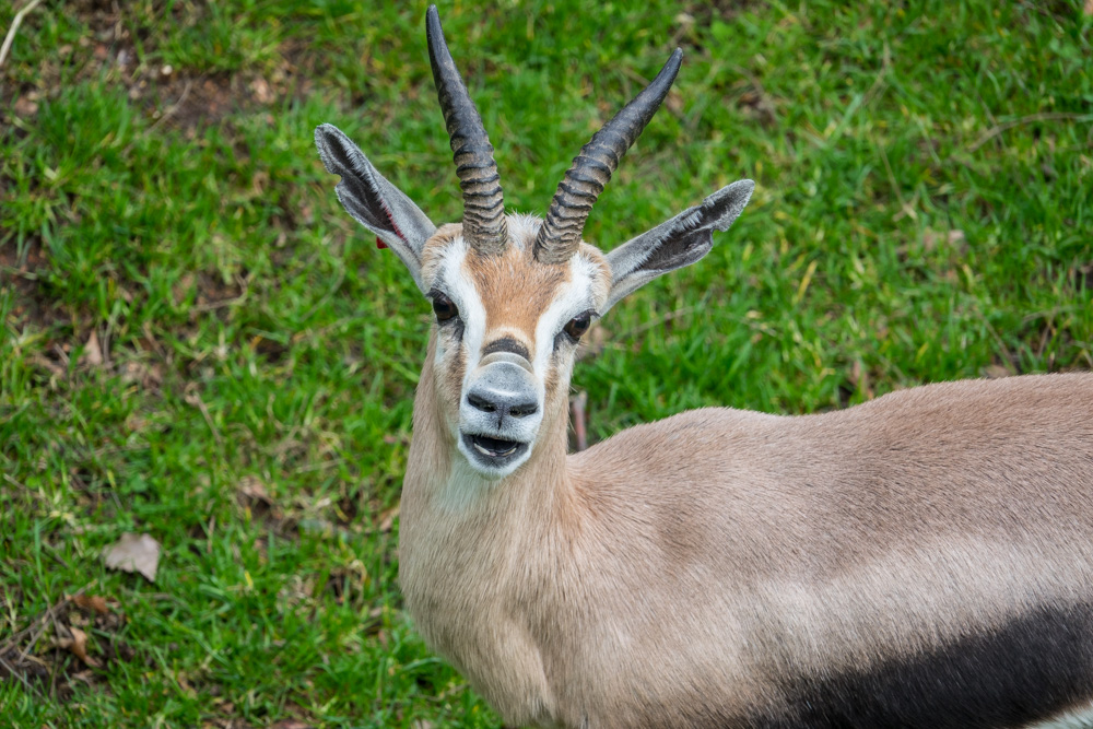 Speke's gazelle | Oregon Zoo