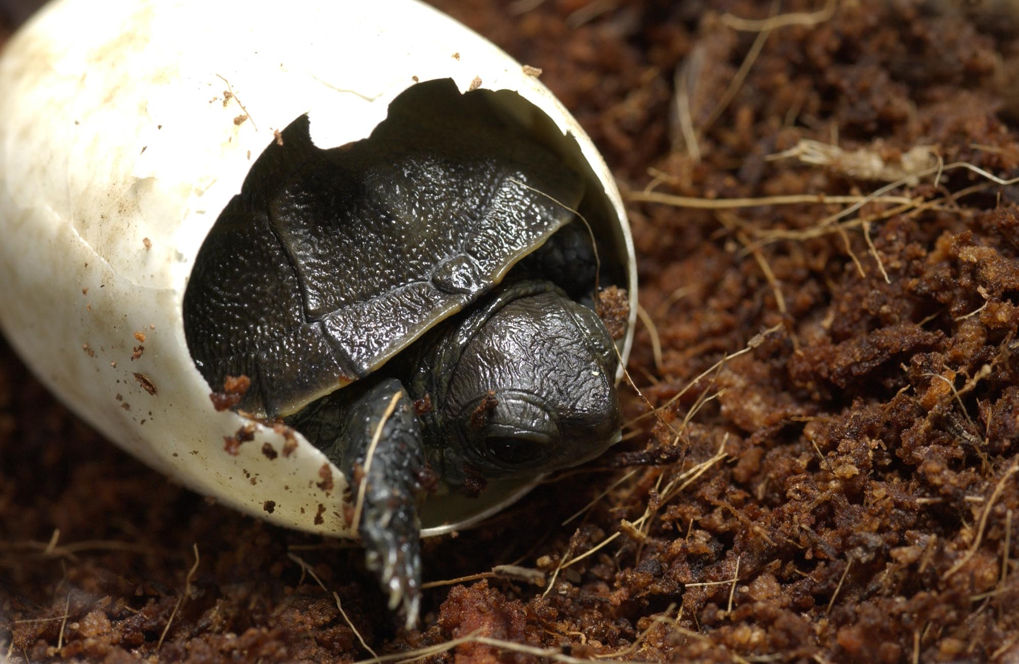 Baby turtles! Houston Zoo has first ever hatching of highly