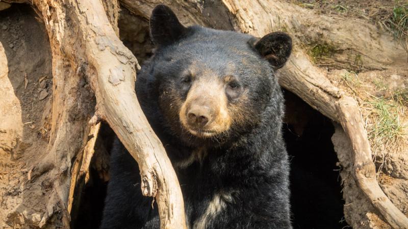 Black bear Takoda in a self-made den in Black Bear Ridge.