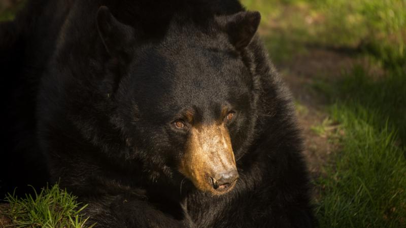 American black bear | Oregon Zoo