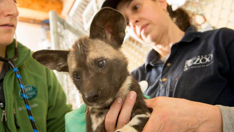 Veterinarian Kelli Flaminio and keeper Beth Foster hold a one month-old African painted dog puppy during its first veterinary exam.