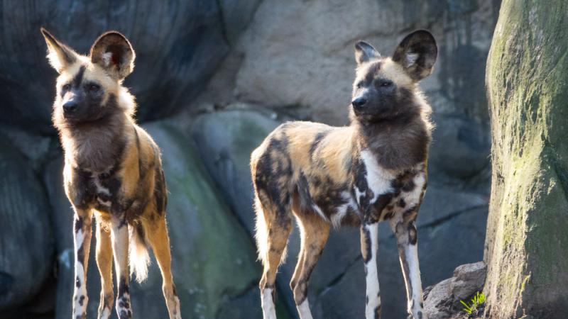 african wild dog habitat maps