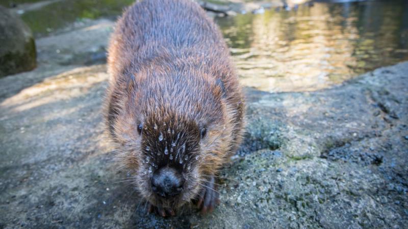 Maple the beaver in the beaver pond at Cascades.