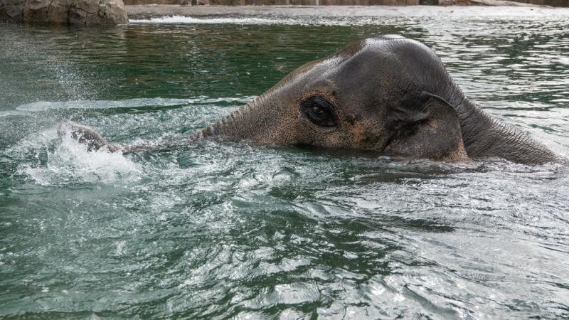 Samson in the pool at the Oregon Zoo. 