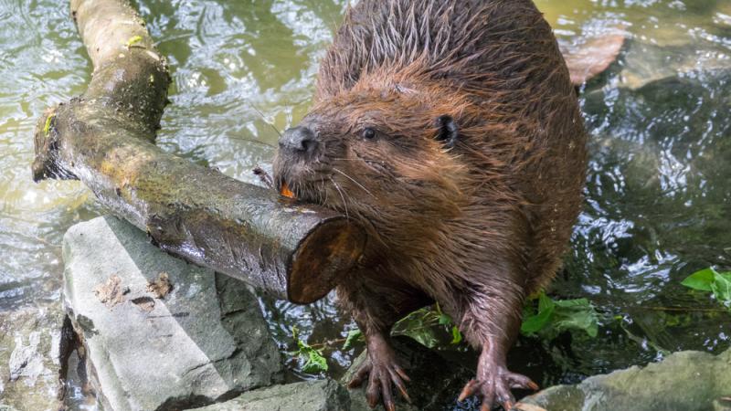 Branch moving by beaver Filbert while out for a walk.