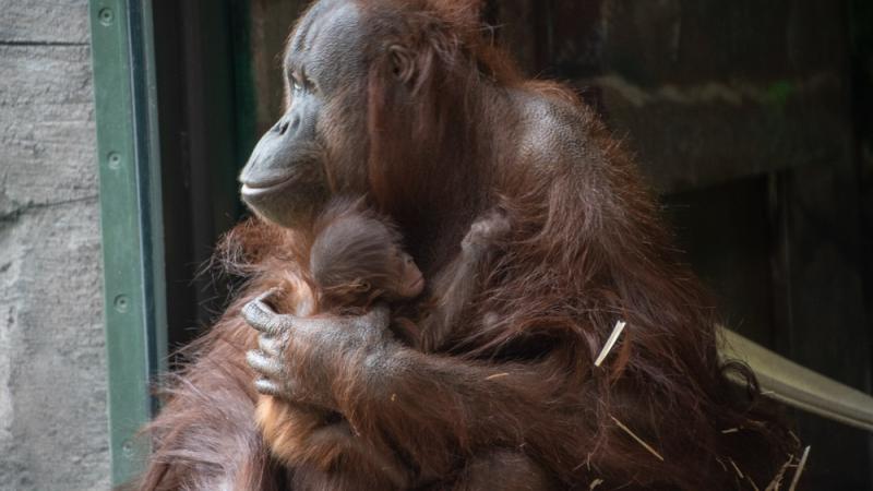 Orangutan Kitra holds her small baby and looks out the window