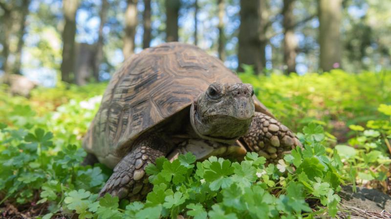 Boomer the leopard tortoise at the Oregon Zoo.