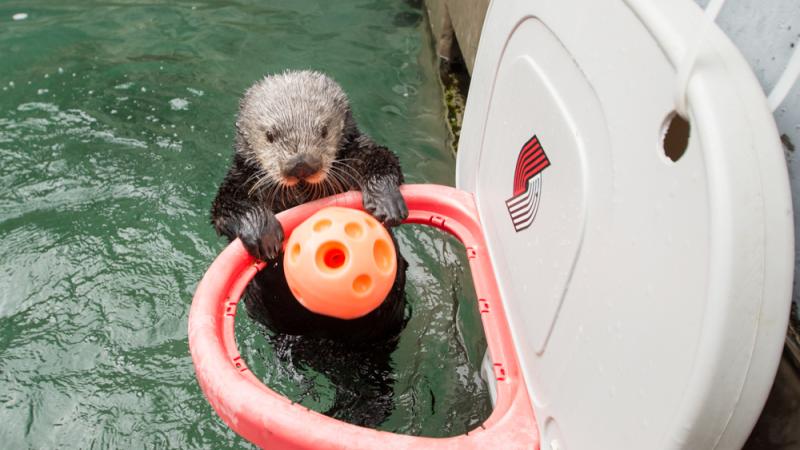 She's got game: Sea otter Juno keeps fit by shooting hoops