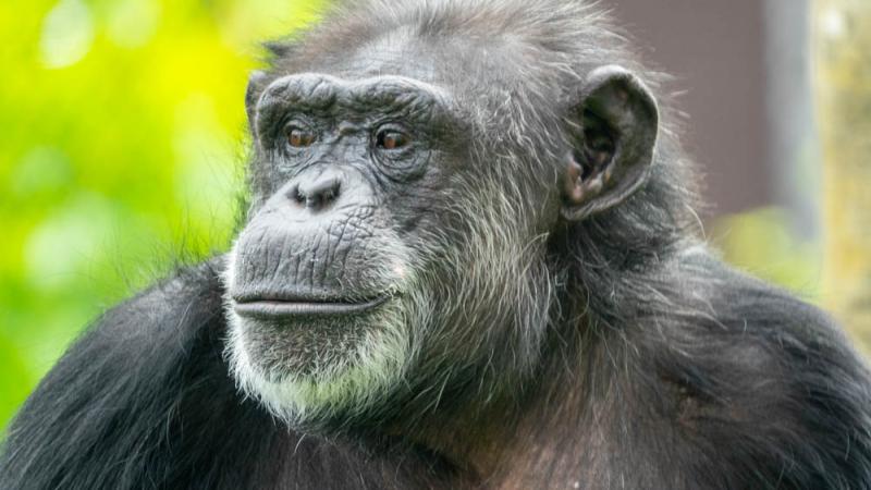 Chimpanzee Delilah outside looking to the left