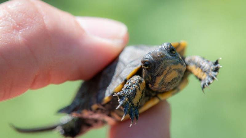 A northwestern pond turtle hatchling being held between a finger and thumb