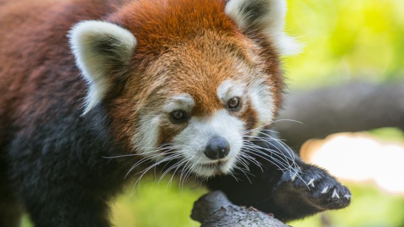 red panda