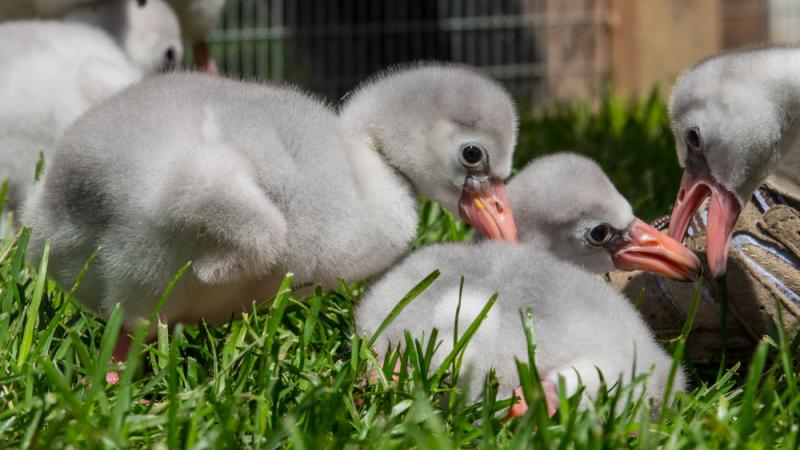 baby greater flamingo