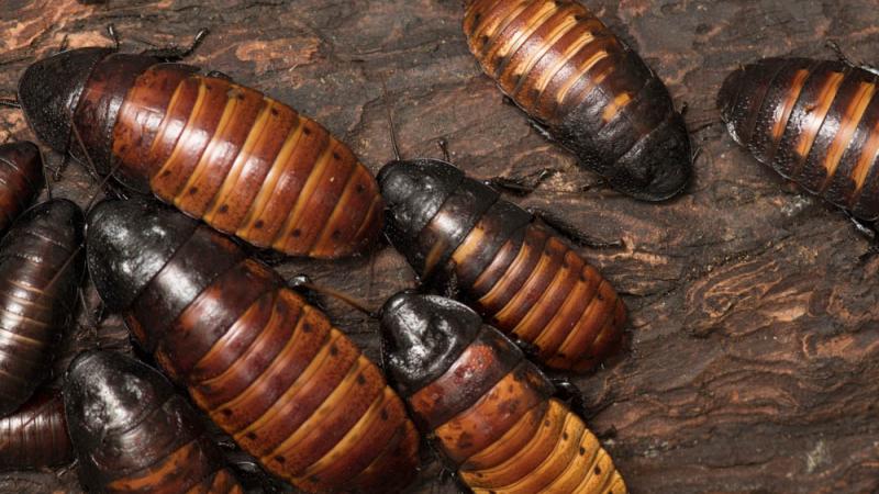 Madagascar Hissing Cockroach | Oregon Zoo