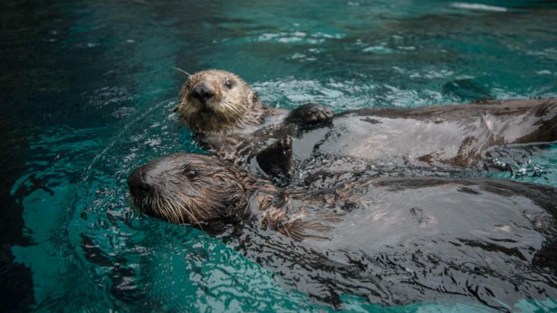 Sea otters Juno and Uni Sushi in Steller Cove. 