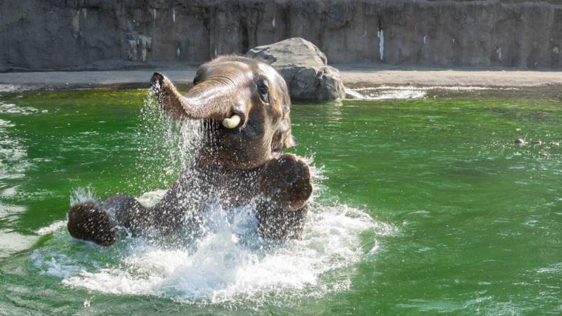 VIDEO: A Baby Elephant's First Trip to the Ocean