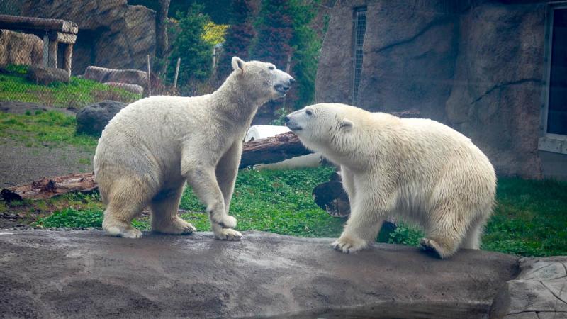 Polar Bears - Bears (U.S. National Park Service)