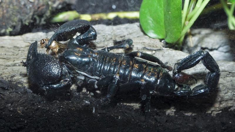 An Emperor Scorpion eating a cricket in the Bamba Du Jon Swamp, part of the African Rainforest exhibit at the Oregon Zoo.