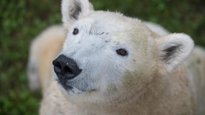 Polar bear | Oregon Zoo