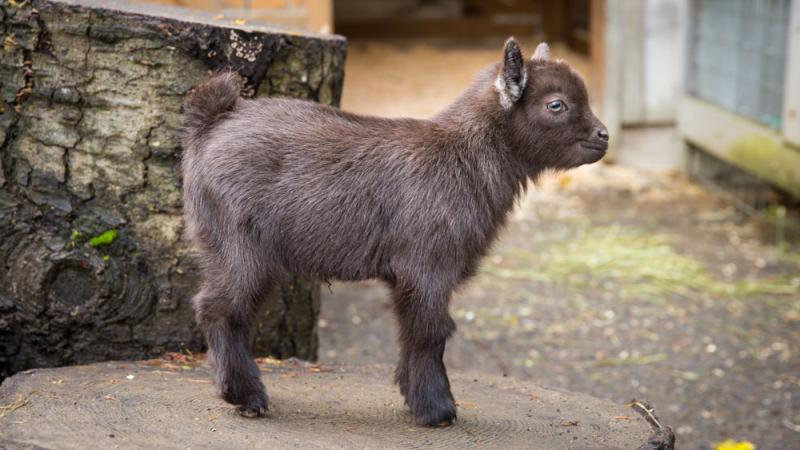 Little funny baby goat jumping in the field with flowers. Farm