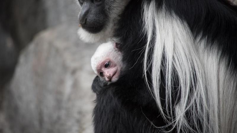 Colobus Monkey, Our Animals