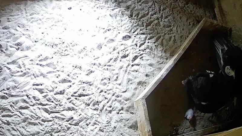 An overhead view of a condor chick and parent in a nest box