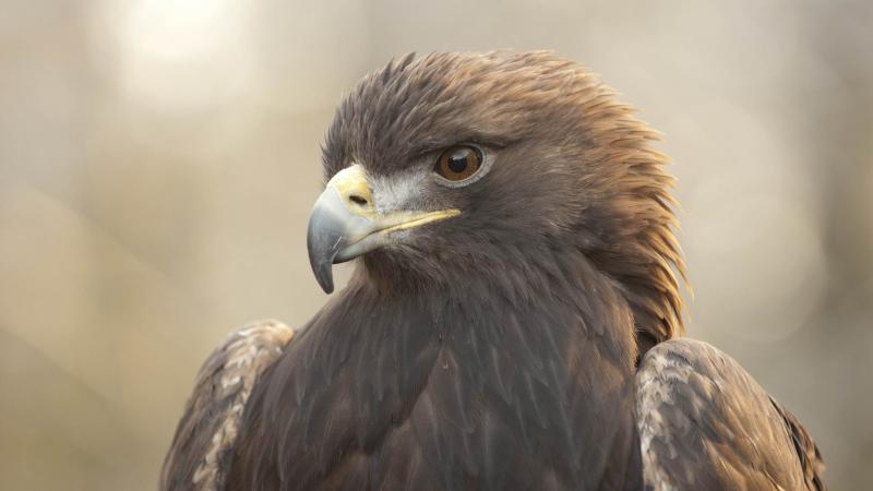 Eagles Will Be Back in Black - From Head to Toe This Time - on