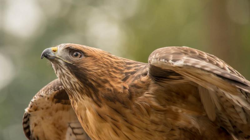 Sundance the red-tiled hawk at the Oregon Zoo.