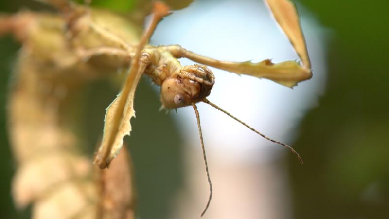 Walking stick at the Insect Zoo in the Education Center.