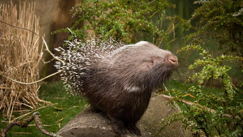 pregnant porcupine