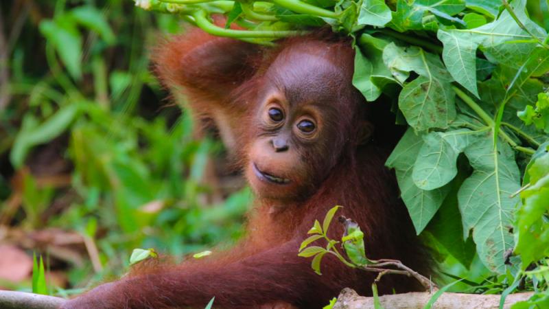 Helping baby orangutans stay in school: A Q&A with Cydney Sines