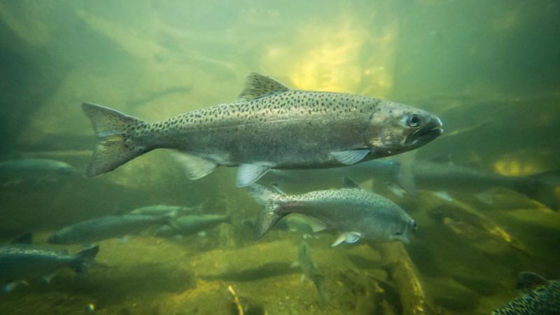 Chinook salmon | Oregon Zoo