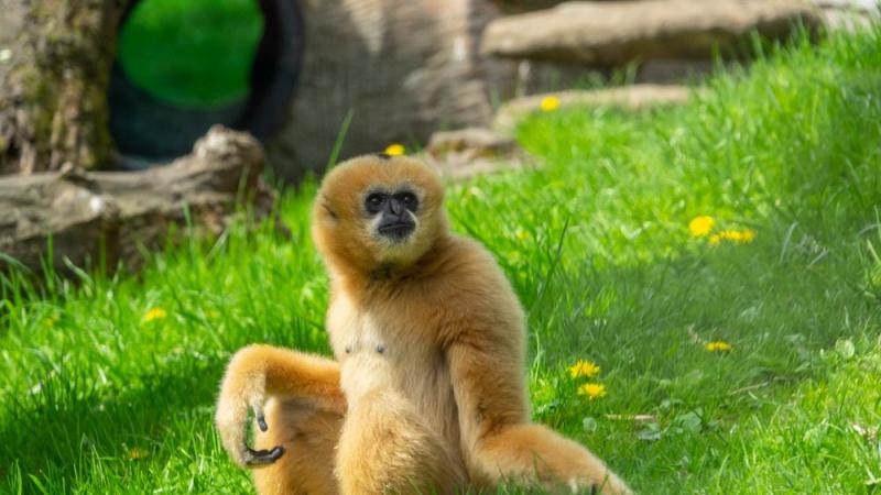 White-cheeked gibbon Harper sits outside in the grass